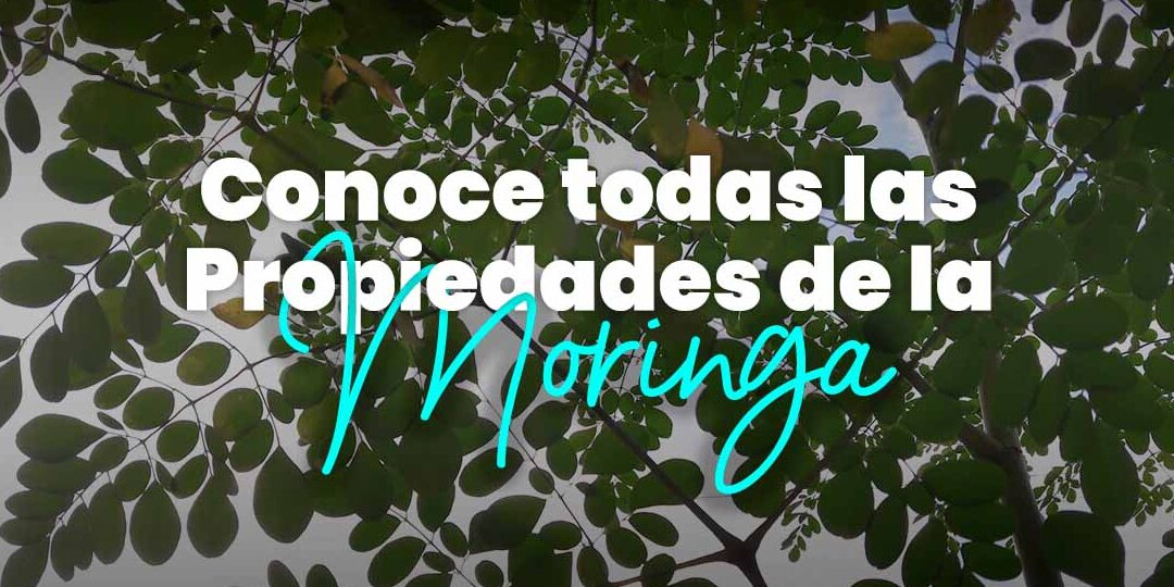 10 beneficios de la moringa para la salud de las mujeres descubre el poder de la moringa para el bienestar de las mujeres