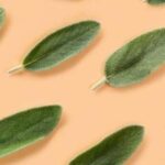 10 Beneficios del Salvia