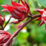 10 Beneficios para la Salud de las Flores de Jamaica
