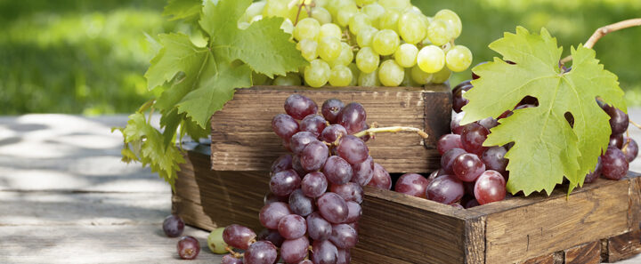 10 beneficios para la salud de las uvas verdes sin semillas descubre los beneficios para tu salud
