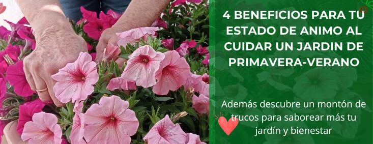 10 beneficios que obtenemos de las plantas descubre el poder de la naturaleza