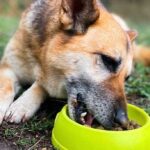 8 Beneficios de las zanahorias para los perros