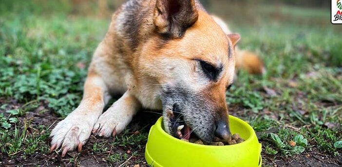 8 beneficios de las zanahorias para los perros promoviendo una dieta saludable