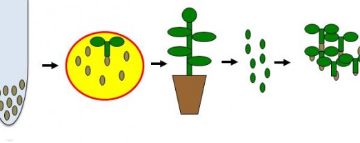 9 beneficios de las plantas transgnicas entendiendo las ventajas