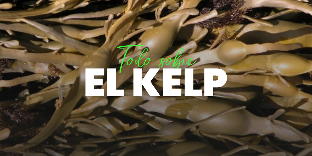 9 beneficios del alga kelp descubre el poder del kelp para tu salud
