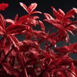9 Beneficios de la Quinina Roja