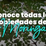6 Beneficios de Consumir Moringa
