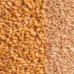 6 Beneficios para la salud del pan de trigo integral