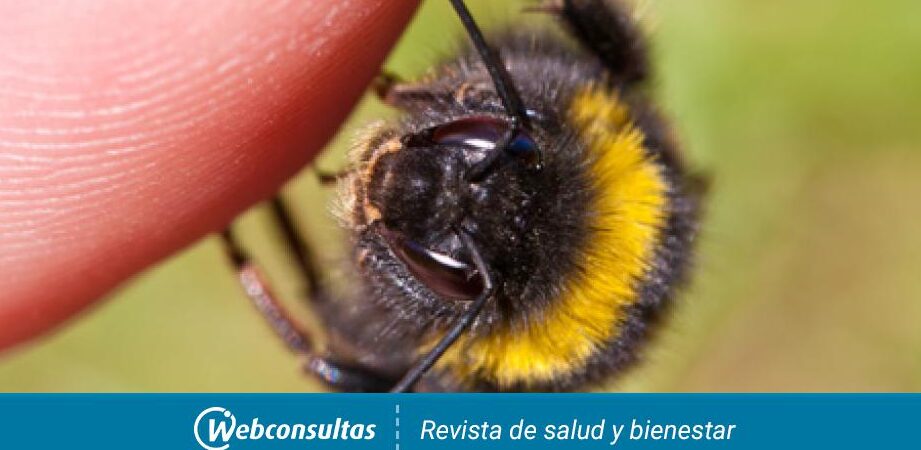 9 beneficios de consumir productos derivados de las abejas para la salud