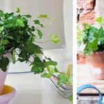 9 Beneficios de las plantas ornamentales en el hogar