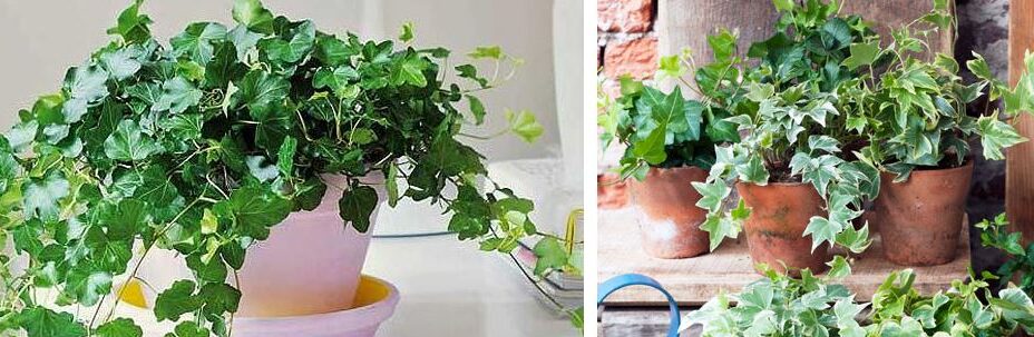 9 beneficios de las plantas ornamentales en el hogar descubre los beneficios