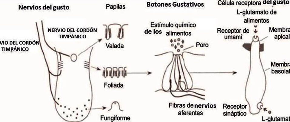 9 beneficios para la salud de consumir malagueta descubriendo el poder de este picante pimiento