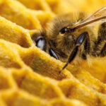 9 Beneficios para la salud del polen