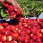 9 Increíbles Beneficios para la Salud de Consumir Fresas