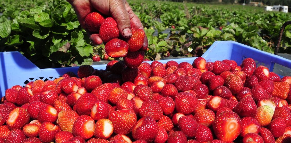 9 increbles beneficios para la salud de consumir fresas